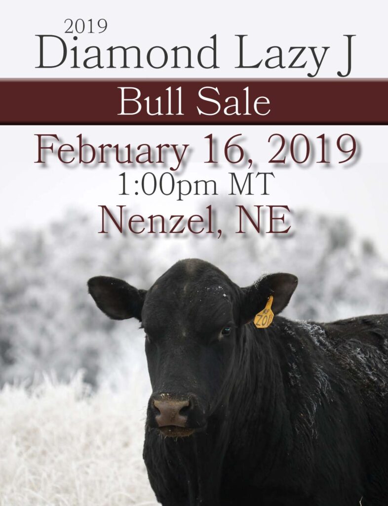 Diamond Lazy J Ranch - 2019 Bull Sale