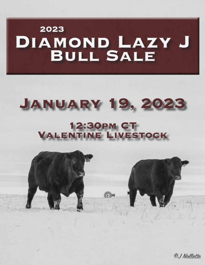 Diamond Lazy J Ranch - 2023 Spring Bull Sale