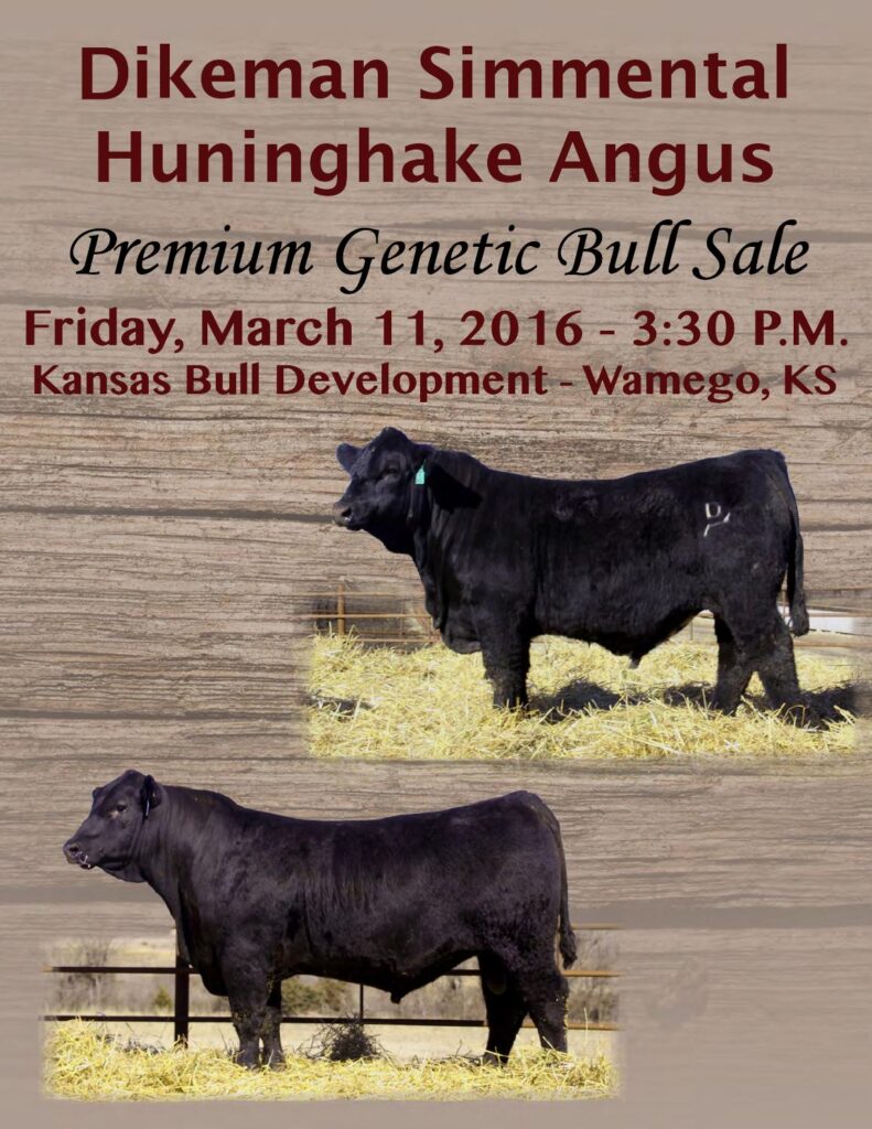 Dikeman Simmental and Huninghake Angus - 2016 Premium Genetic Bull Sale