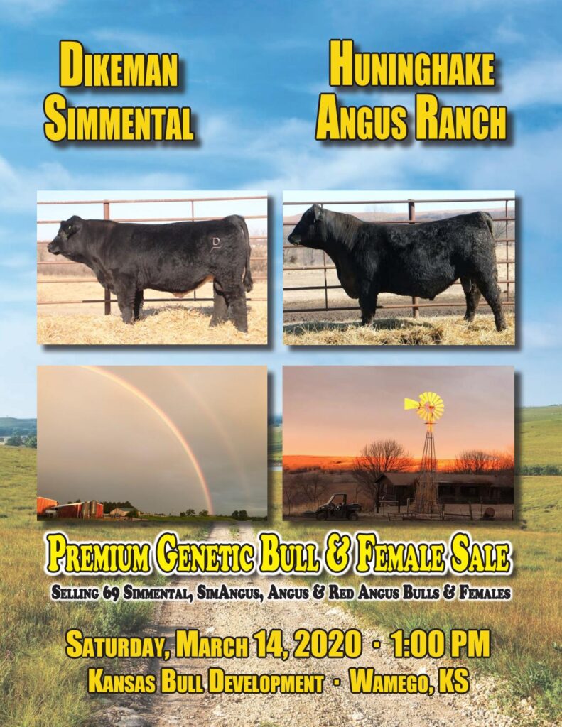 Dikeman Simmental and Huninghake Angus - 2020 Sale