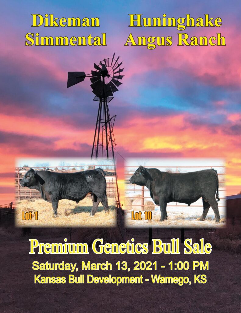 Dikeman Simmental and Huninghake Angus - 2021 Sale
