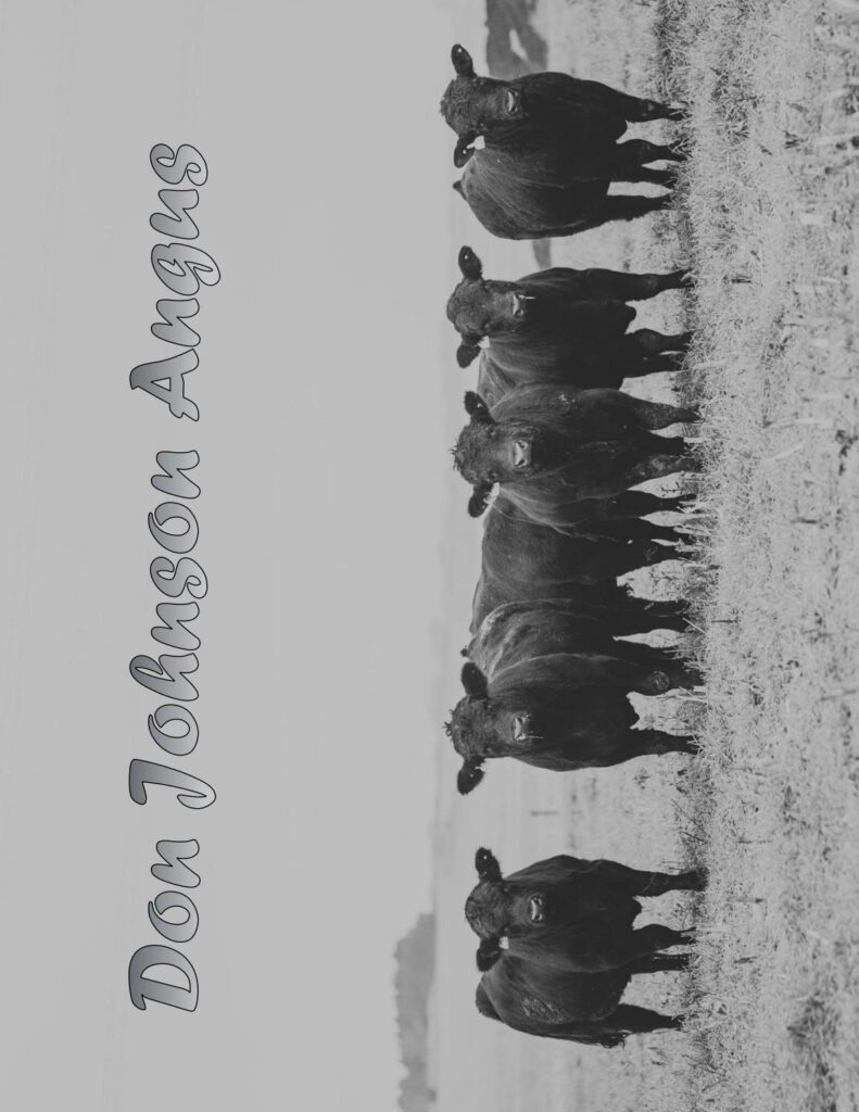 Don Johnson Angus - 2017 Sale