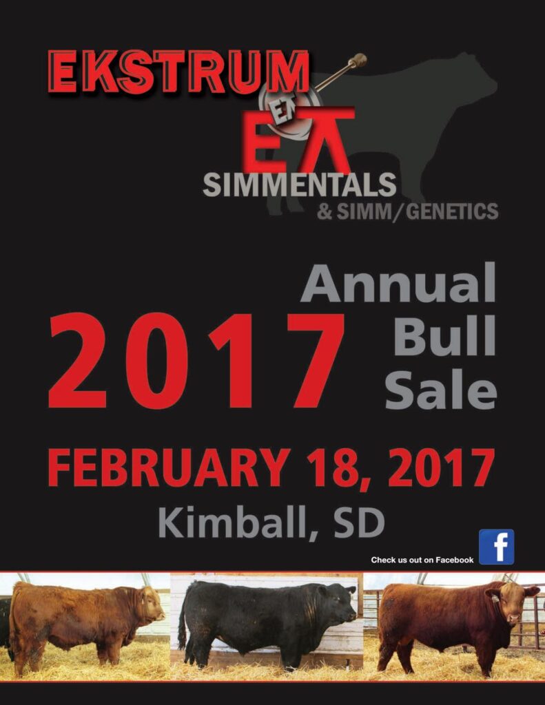 Ekstrum Simmental - 2017 Bull Sale