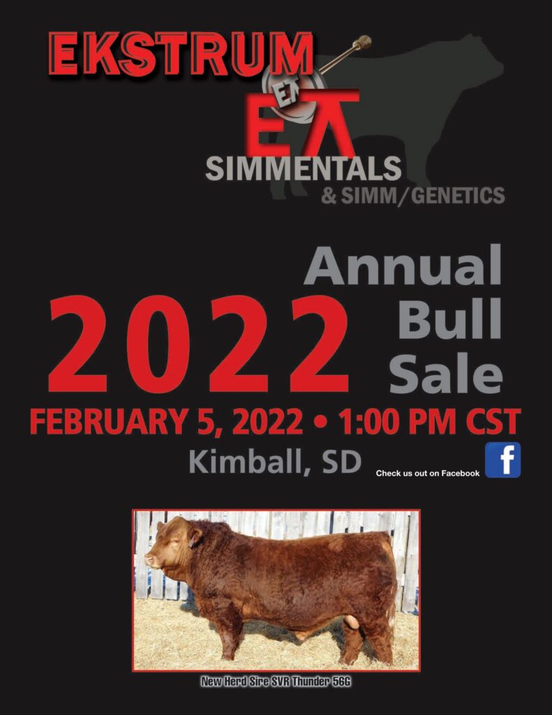 Ekstrum Simmental - 2022 Spring Sale