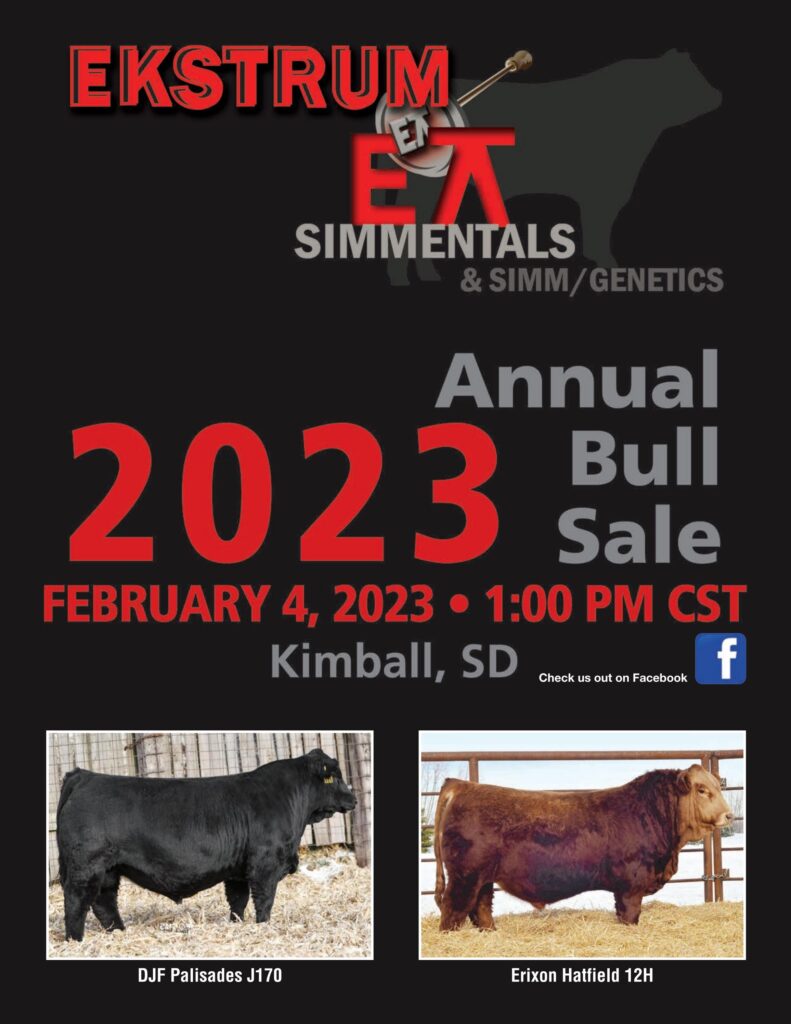 Ekstrum Simmental - 2023 Spring Sale