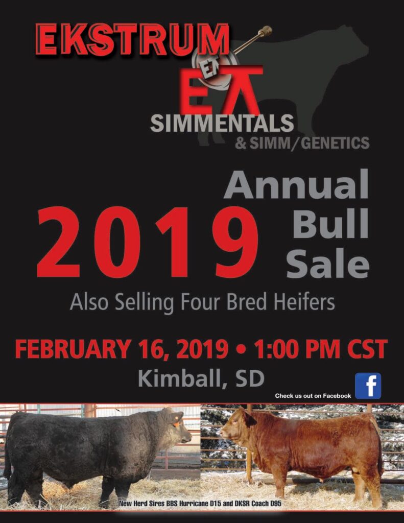 Ekstrum Simmentals - 2019 Sale