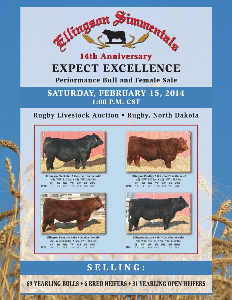 Ellingson Simmentals - 14th Annual Performance Bull and Female Sale