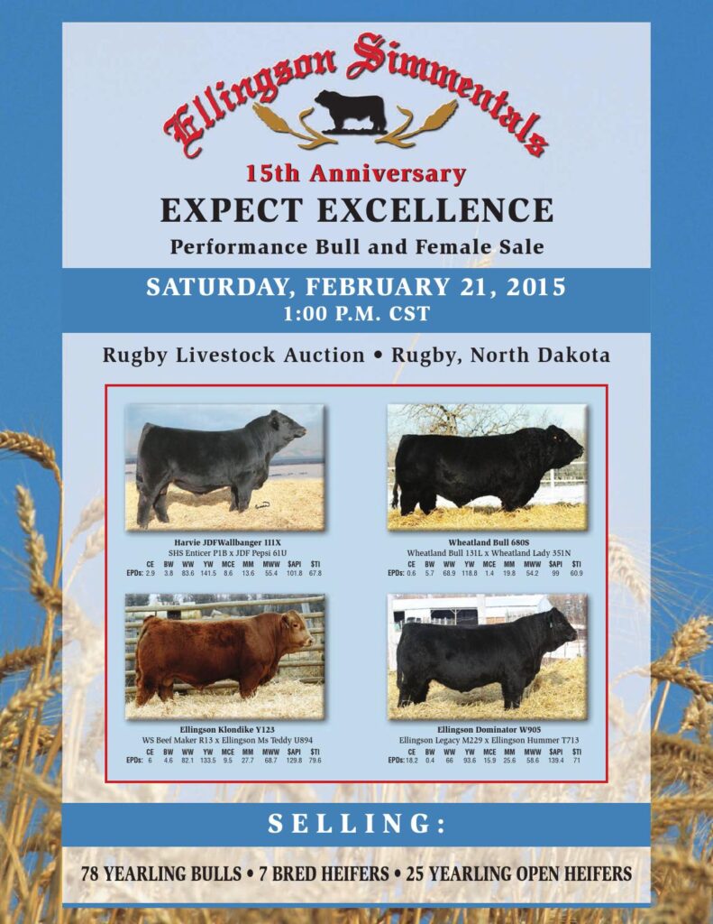 Ellingson Simmentals - 15th Anniversary Performance Bull and Female Sale