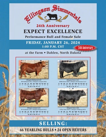Ellingson Simmentals 24th Anniversary Performance Bull & Female Sale