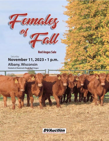 Females of Fall Red Angus Sale 2023