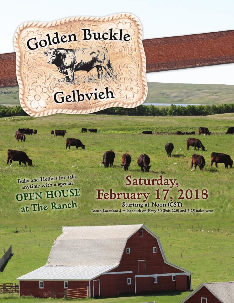 Gold Buckle Gelbvieh - 2018 Bull Sale