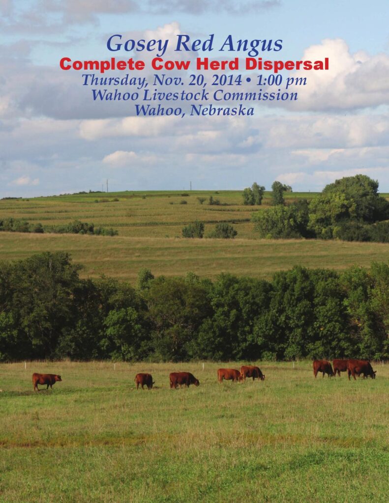 Gosey Red Angus - 2014 Complete Cow Herd Dispersal