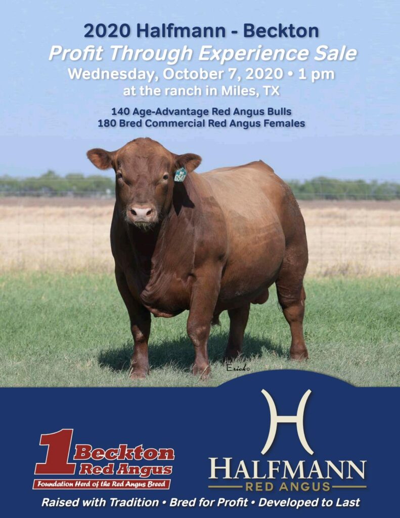 Halfmann Red Angus - 2020 Fall Sale