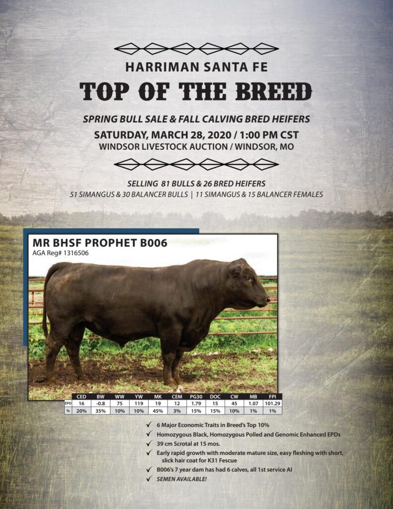 Harriman Santa Fe - 2020 Spring Bull Sale