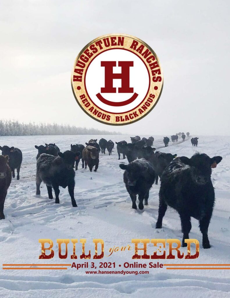 Haugestuen Ranches - 2021 Spring Bull Sale