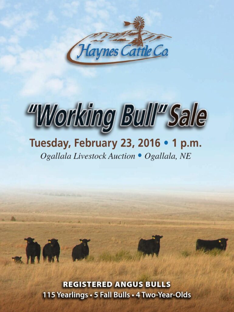 Haynes Cattle Company - 2016 "Working Bull" Sale