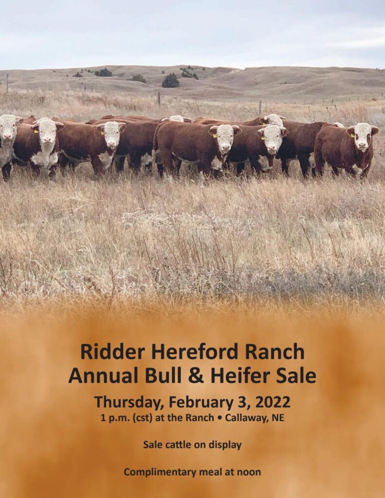 Hereford America - Ridder Herefords