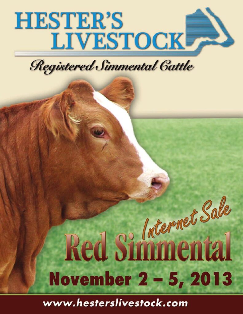 Hesters Livestock - Red Simmental Internet Sale