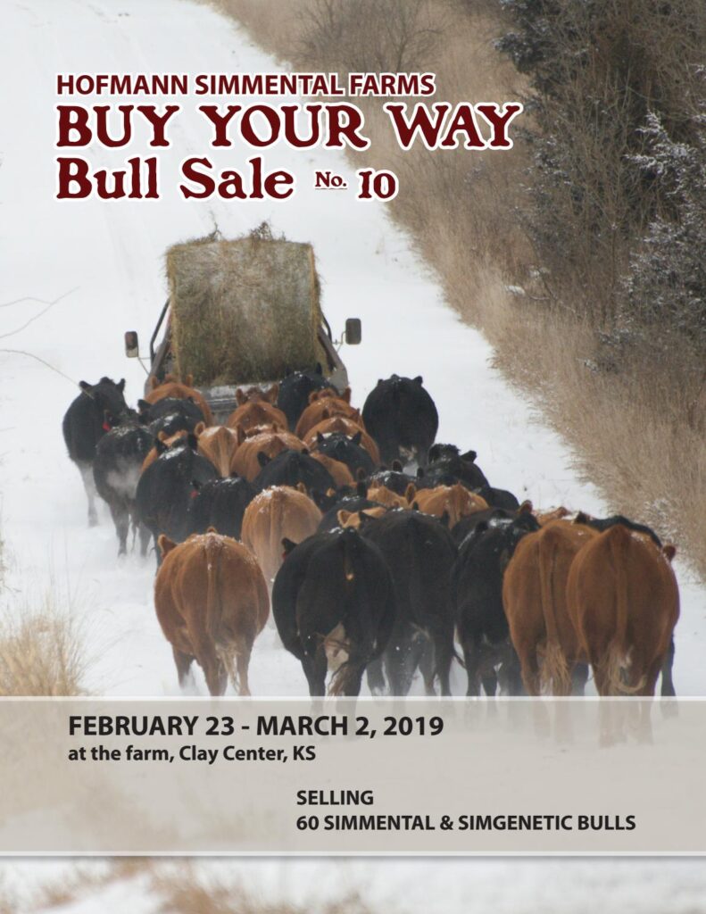 Hofmann Simmental Farms - 2019 Bull Sale