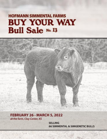 Hofmann Simmental Farms - 2022 Spring Sale