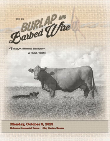 Hofmann Simmental Farms - 2023 Female Sale