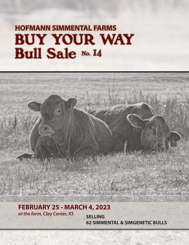 Hofmann Simmental Farms - 2023 Spring Sale