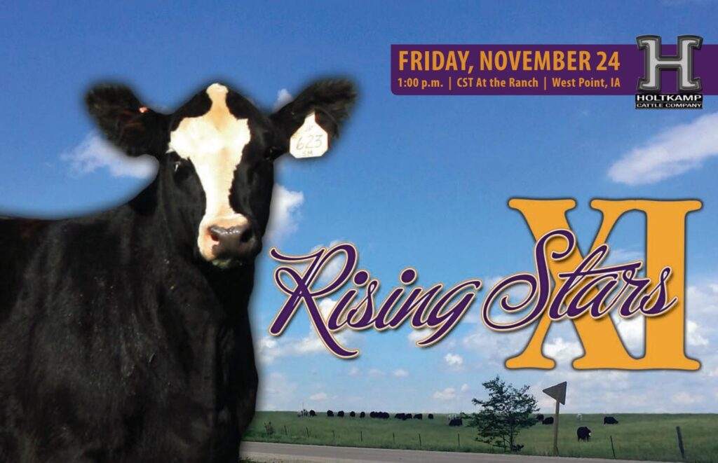 Holtkamp Cattle - 2017 Rising Stars Sale