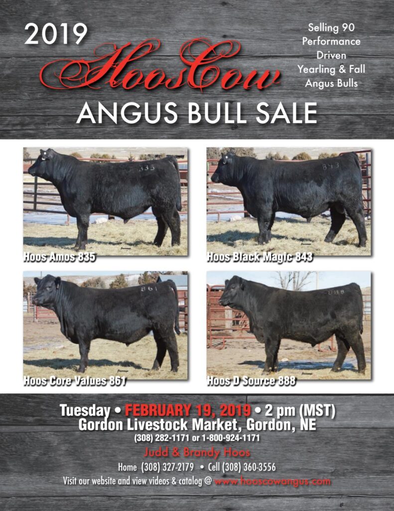 HoosCow Angus - 2019 Bull Sale