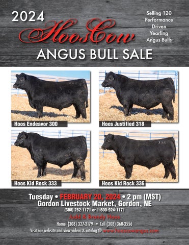 Hooscow Angus Bull Sale