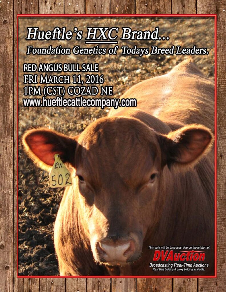 Hueftle Cattle Company - 2016 Red Angus Bull Sale