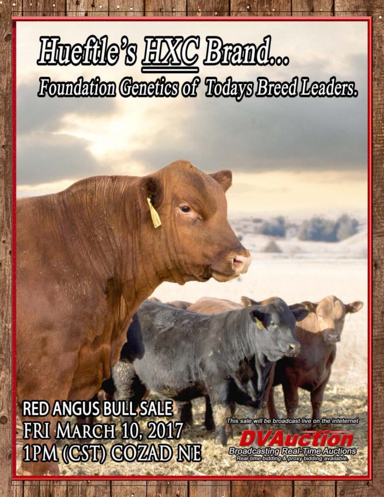 Hueftle Cattle Company - 2017 Red Angus Bull Sale