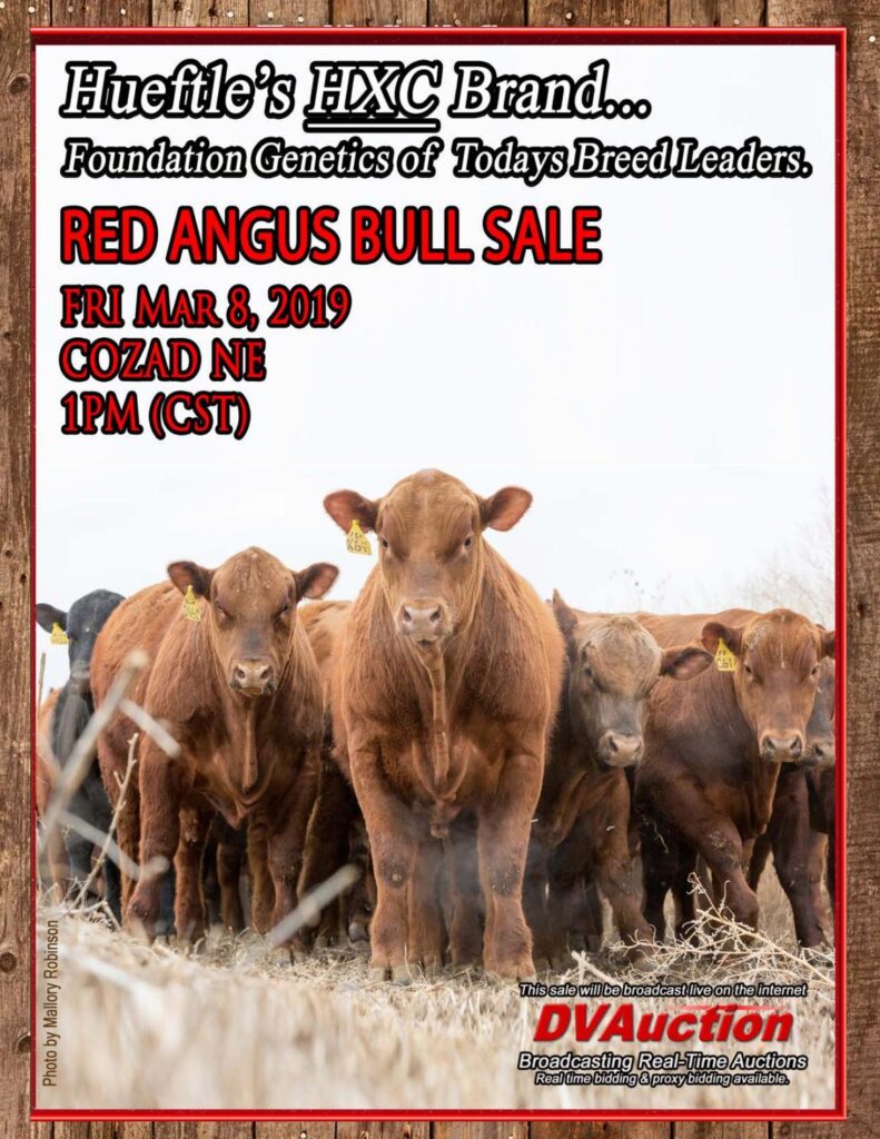 Hueftle Cattle Company - 2019 Sale