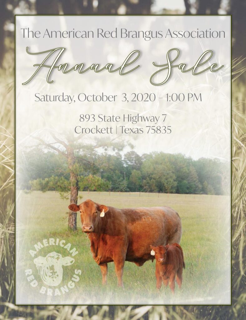 Infinity Cattle Services - 2020 Fall American Red Brangus Sale