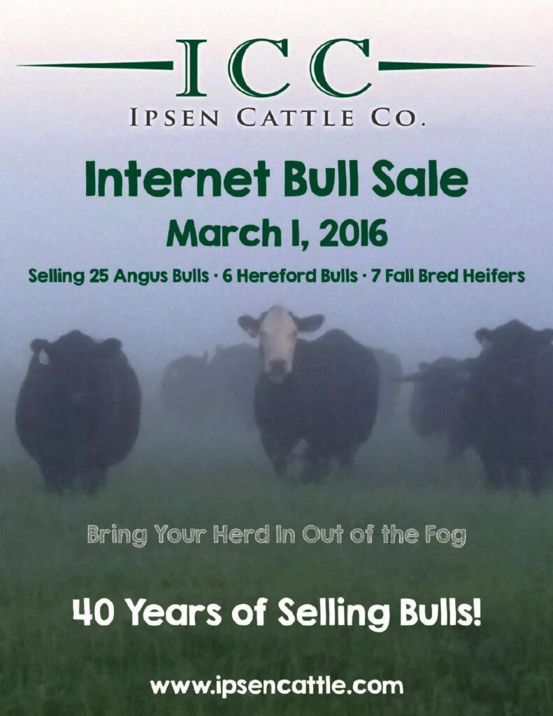Ipsen Cattle Company - 2016 Internet Bull Sale