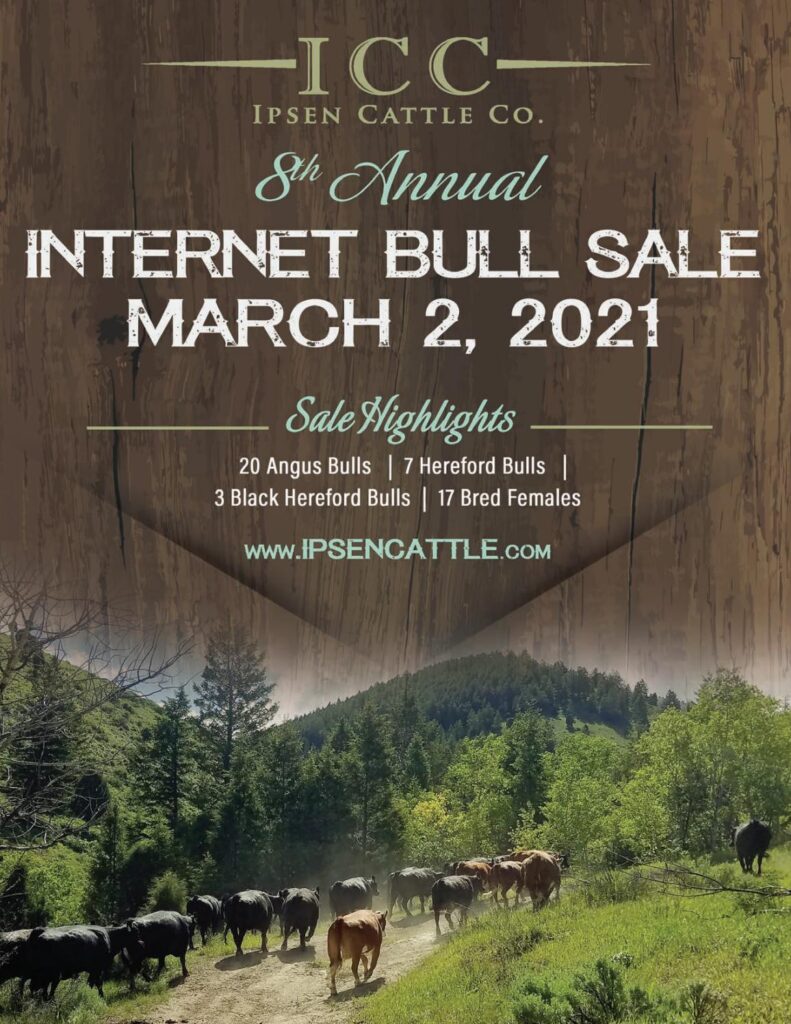 Ipsen Cattle Company - 2021 Spring Sale