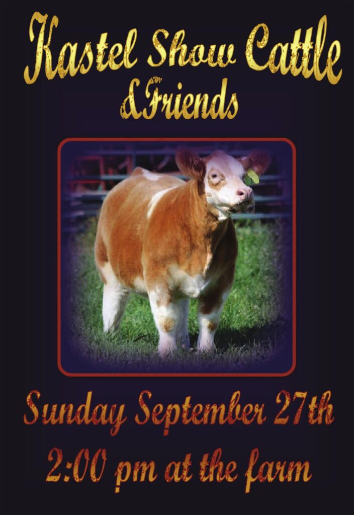 Kastel Show Cattle - 2015 Bid Off Sale