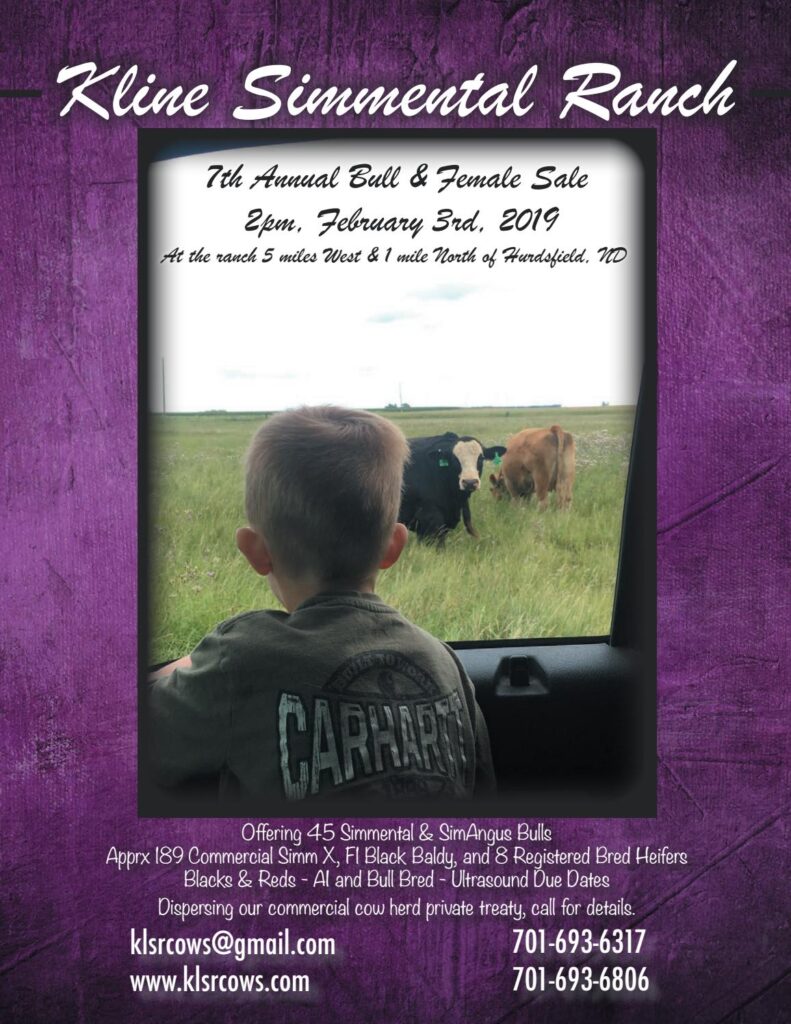 Kline Simmental Ranch - 2019 Bull Sale