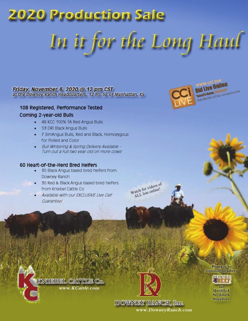 Kniebel Cattle Co / Downey Ranch - 2020 Production Sale