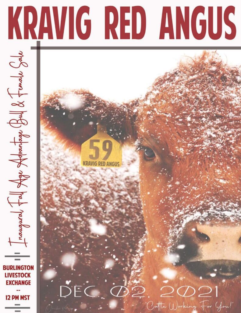 Kravig Red Angus - 2021 Fall Sale