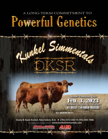 Kunkel Simmental - 2023 Spring Production Sale