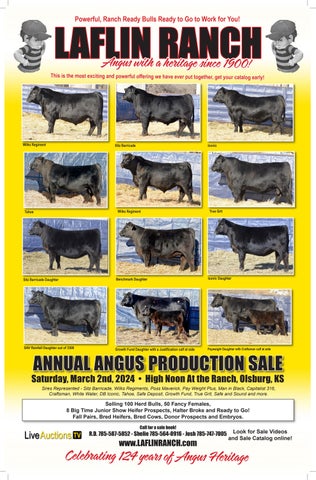 Laflin Angus Ranch Annual Production Sale
