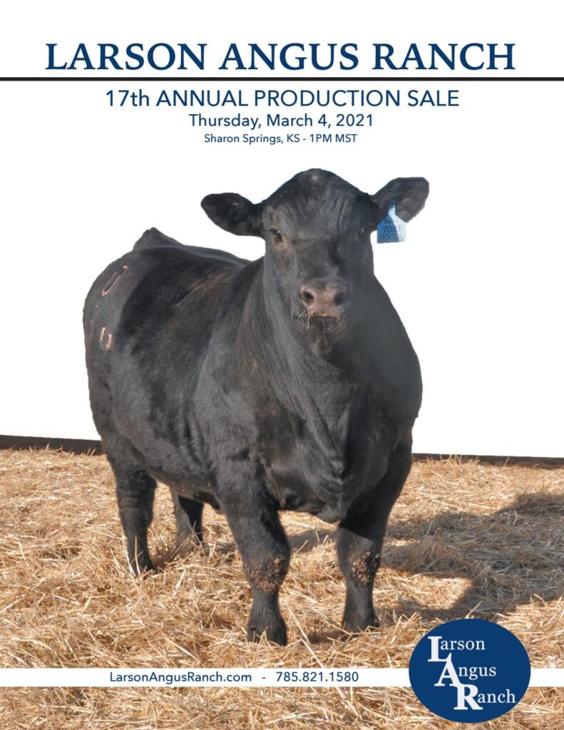 Larson Angus Ranch - 2021 Spring Sale