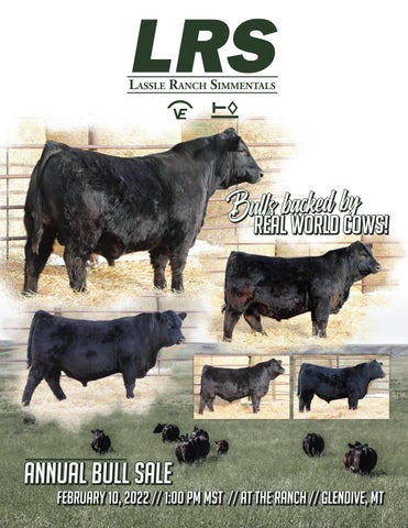 Lassle Simmental Ranch - 2022 Spring Sale