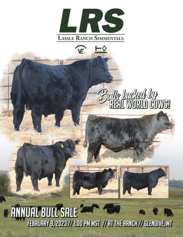 Lassle Simmental Ranch - 2023 Spring Sale