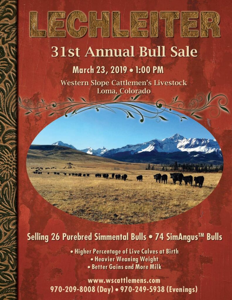 Lechleiter Simmental - 2019 Bull Sale