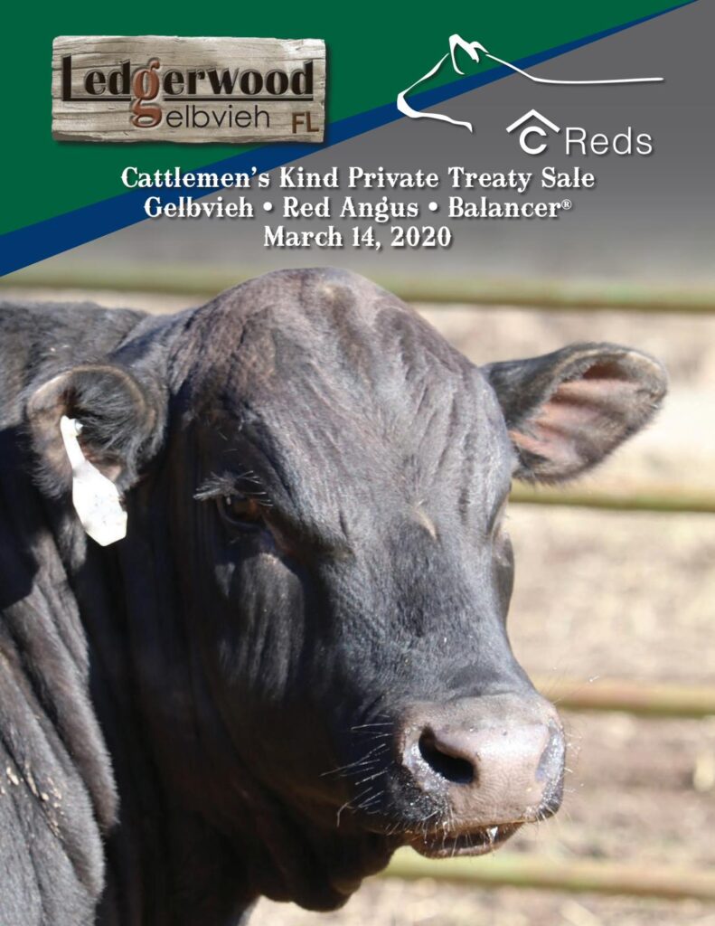 Ledgerwood Gelbvieh - 2020 Bull Sale