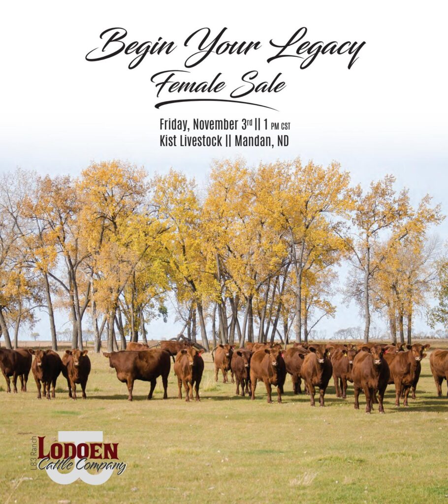 Lodoen Cattle Company - 2017 Fall Female Sale