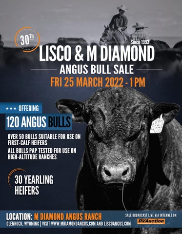 M Diamond Angus - 2022 Annual Bull Sale
