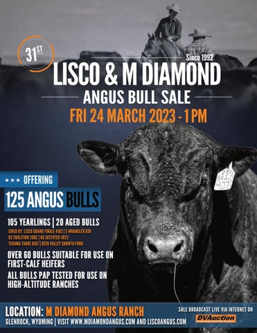 M Diamond Angus - 2023 Annual Bull Sale