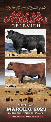MLM Gelbvieh - 2023 Spring Sale